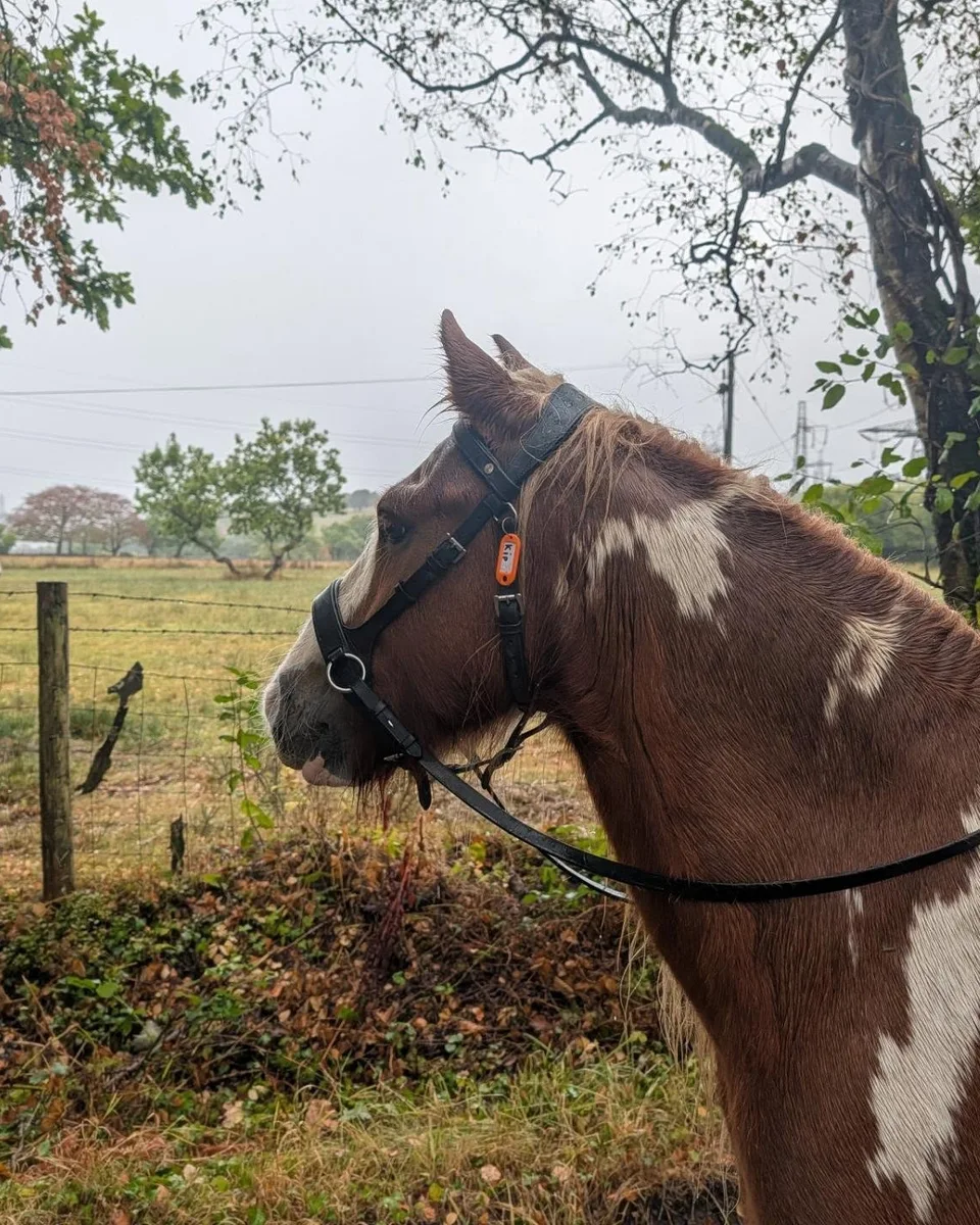 A horse at Maggie’s Voice Equestrian Centre