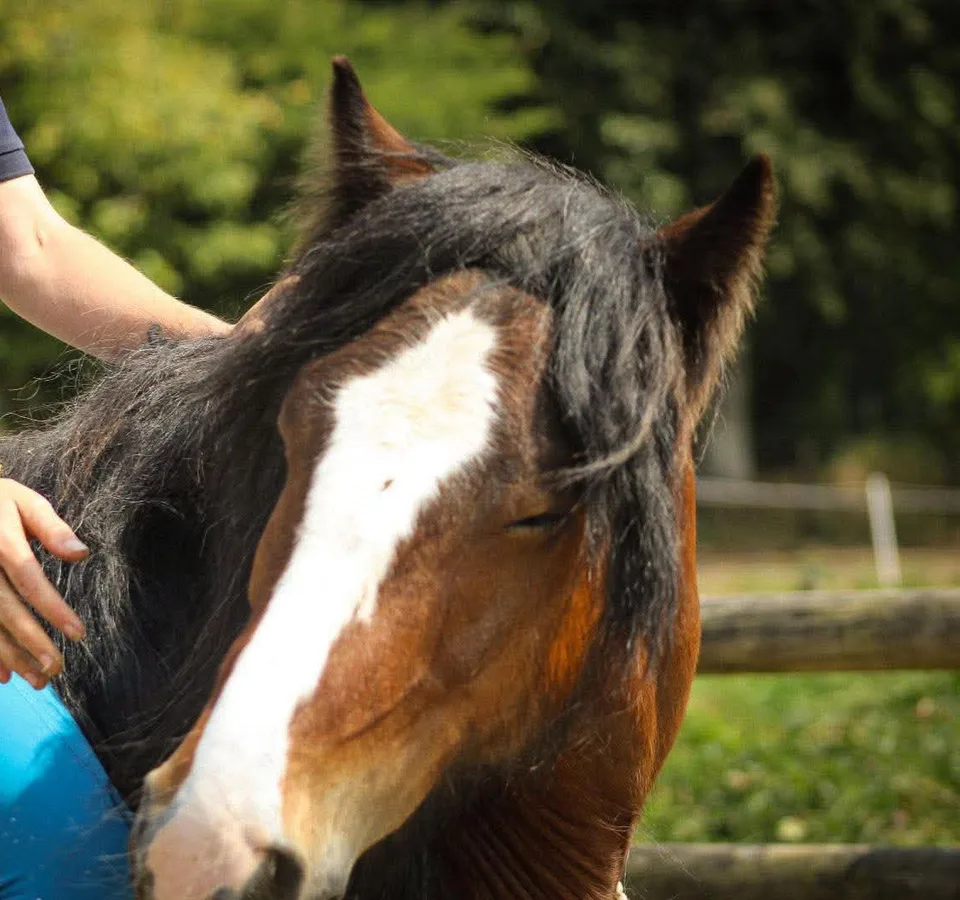 A close-up of a horse with a white blaze at Maggie’s Voice
